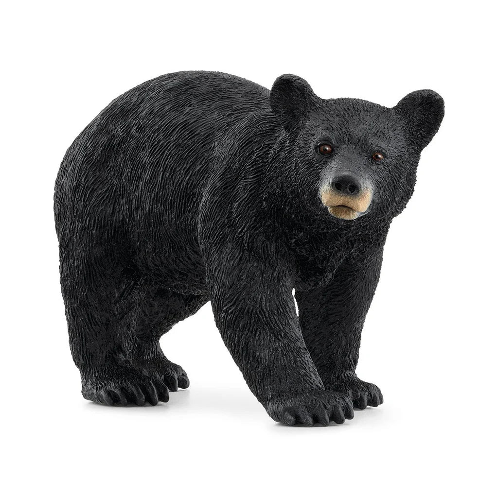 Black Bear